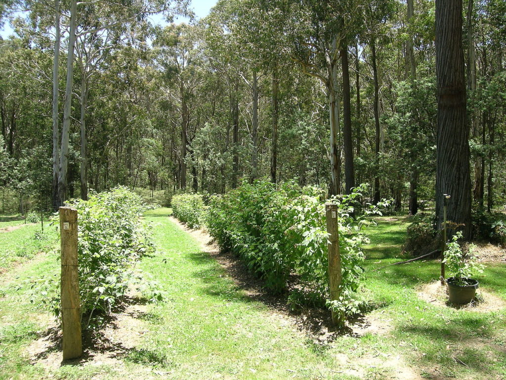 Koolkuna Berry Farm, Niangala, NSW